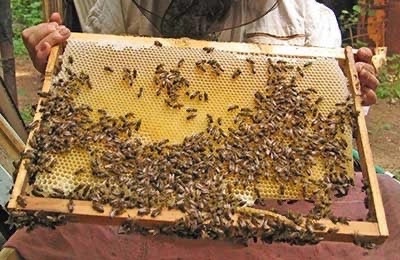 Вниманию пчеловодов!. Вниманию пчеловодов!.
